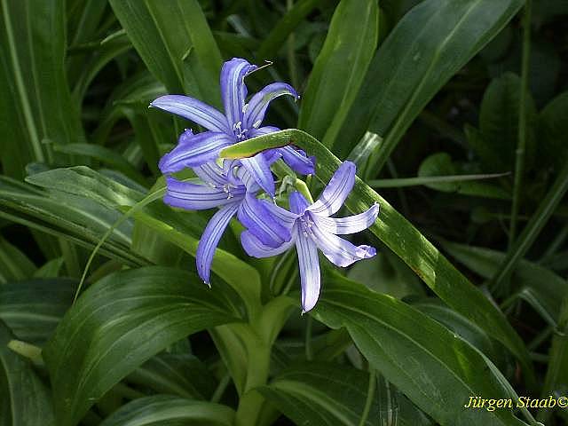 Berg-Amaryllis